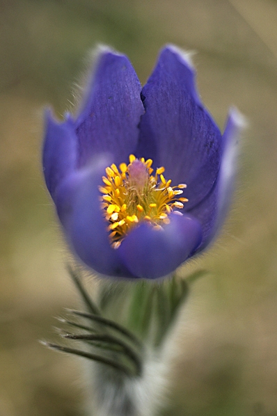 Nipsippa, Pulsatilla patens
