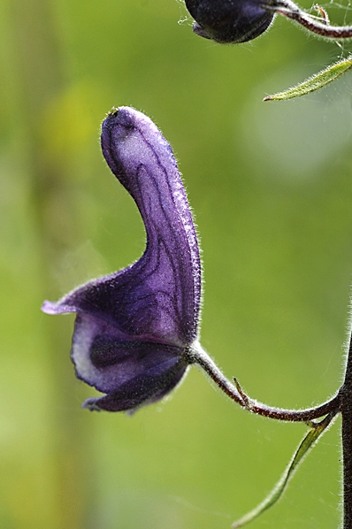 Nordisk stormhatt, Aconitum lycoctonum ssp. septentrionale