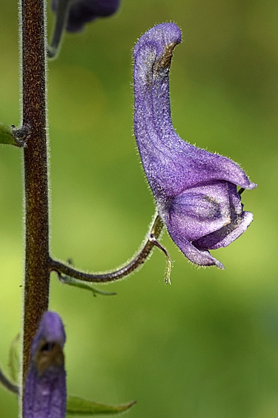 Nordisk stormhatt, Aconitum lycoctonum ssp. septentrionale