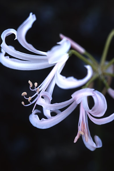Nymflilja, Nerine bowdenii