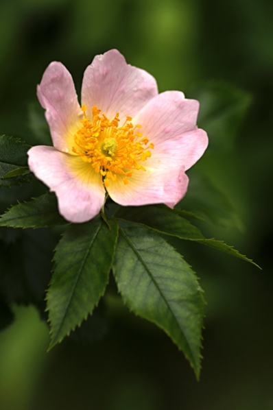 Nyponros, Rosa dumalis