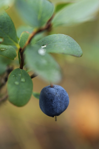 Odon, Vaccinium uligonosum
