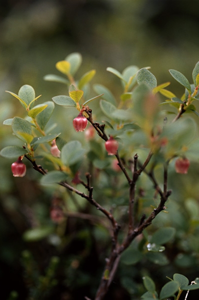 Odon, Vaccinium uliginosum