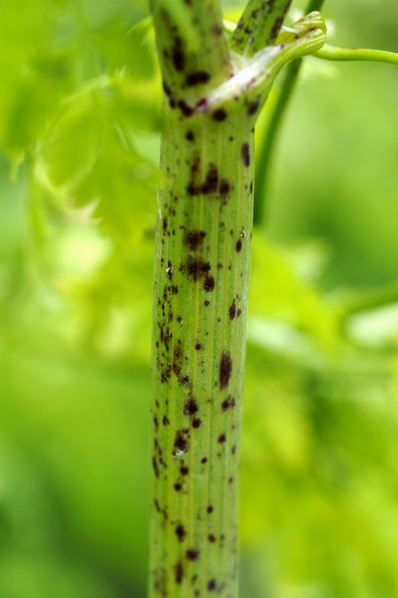 Odört, Conium maculatum