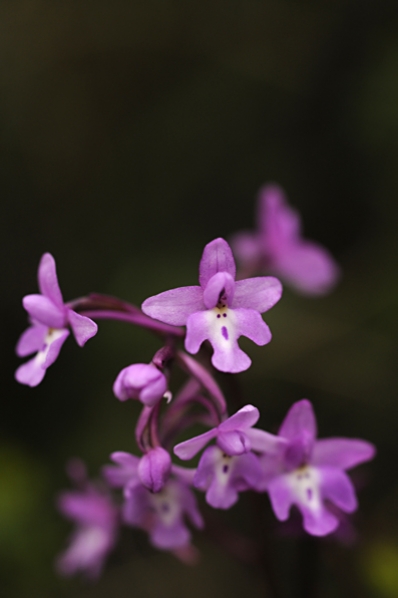 Ögonnycklar, Orchis quadripunctata