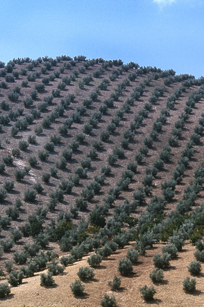 Olivträd, Olea europaea, Olivodling, Andalusien, Spanien