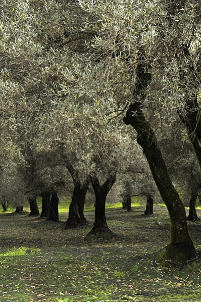 Olivträd, Olea europaea