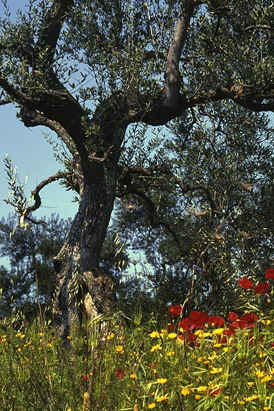 Olivträd, Olea europaea