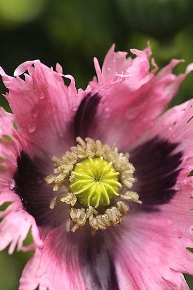 Opievallmo, Papaver somniferum