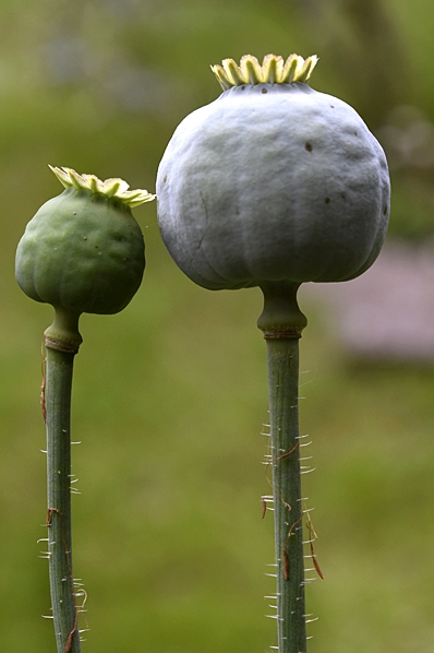 Opievallmo, Papaver somniferum