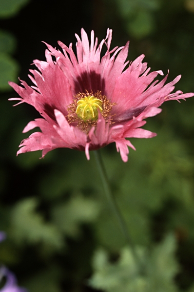 Opievallmo, Papaver somniferum