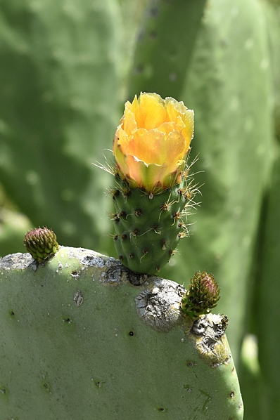 Fikonkaktus, Opuntia ficus-indica