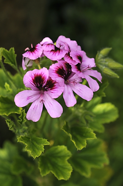 Pelargon 'Orange fizz', pelargonium