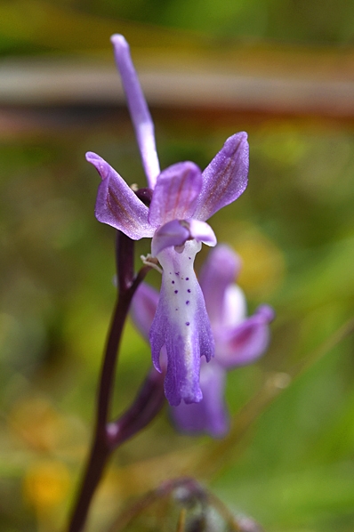 Orchis sitiaca