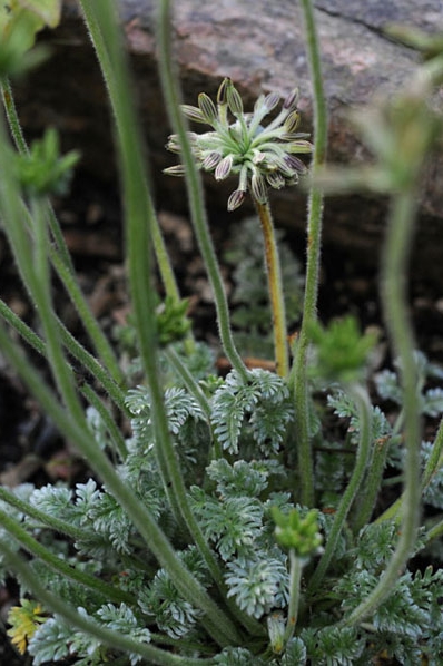 Oreomyrrhis argentea