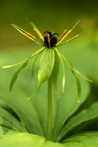 Ormbär, Paris quadrifolia
