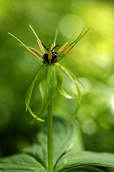 Ormbär, Paris quadrifolia