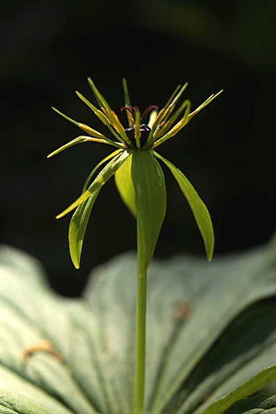 Ormbär, Paris quadrifolia