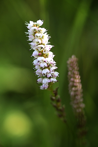 Ormrot, Bistorta vivipara, Polygonum viviparum