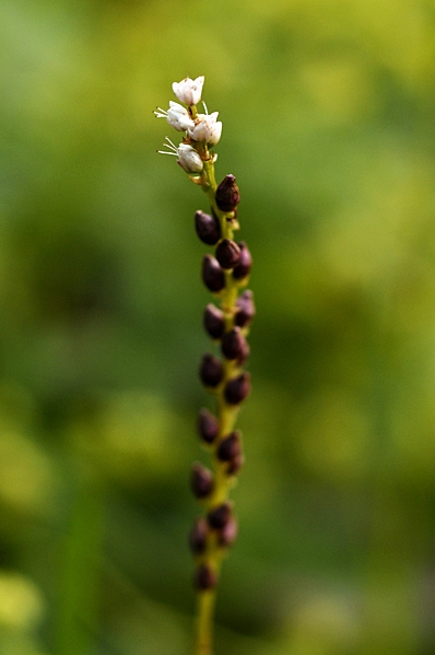 Ormrot, Polygonum viviparous, Bistorta vivipara