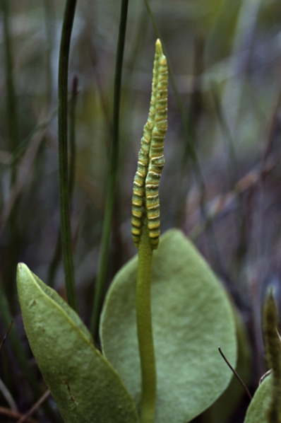 Ormtunga, Ophioglossum vulgatum