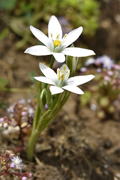 Ornithogalum refractum
