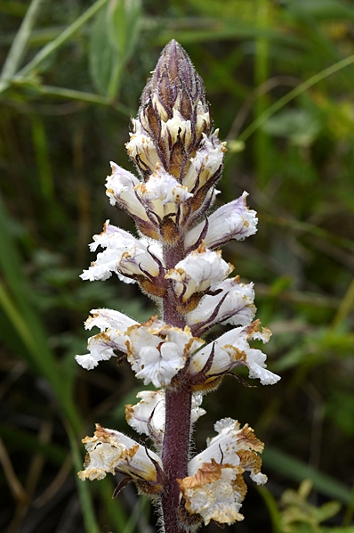 Ametistsnyltrot, Orobanche amethystea