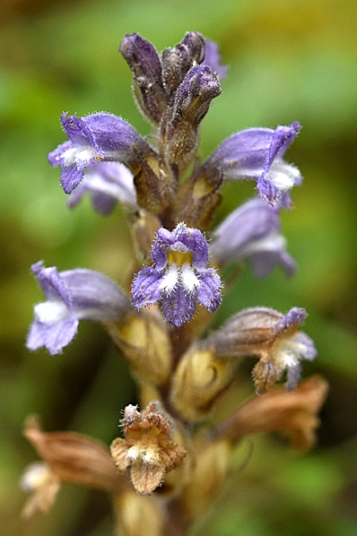 Orobanche ramosa ssp. nana, snyltrot, snyltrötter