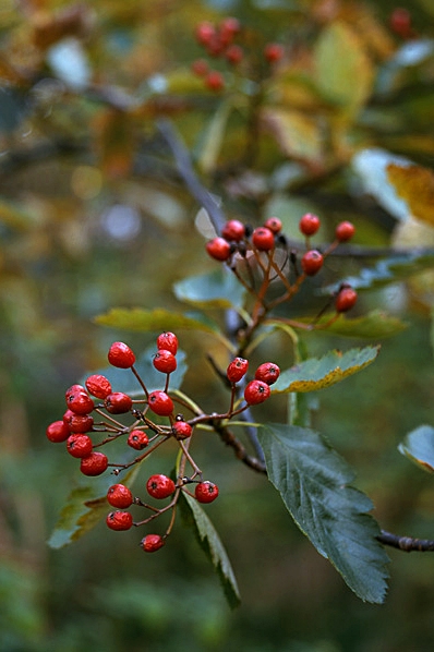 Oxel, Sorbus intermedia