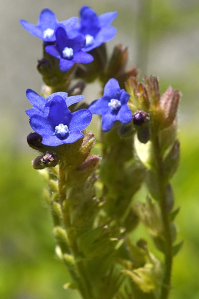 Oxtunga, Anchusa officinalis