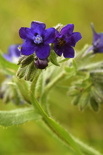 Oxtunga, Anchusa officinalis