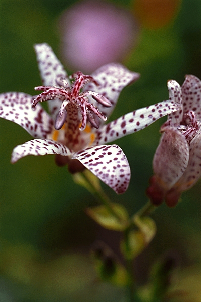 Skugglilja, Tricyrtis formosana