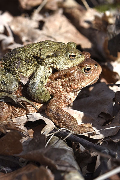 Vanlig padda, Bufo bufo, Parande paddor