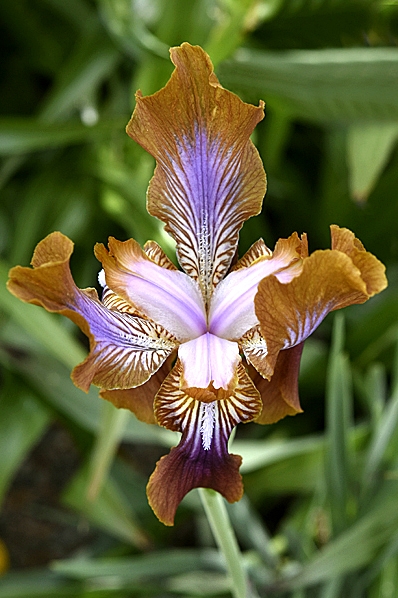 Pamiriris, Iris stolonifera