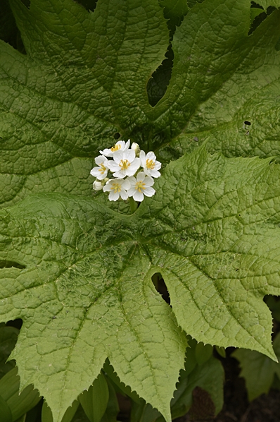 Paraplyblad, Diphylleia cymosa