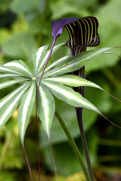 Parasollkobrakalla, Arisaema consanguineum, kobrakalla