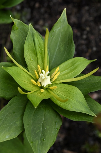 Himalayaormbär, Paris polyphylla