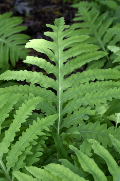 Pärlbråken, Onoclea sensibilis