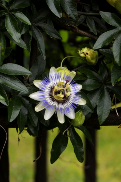 Passionsblomma, Passiflora