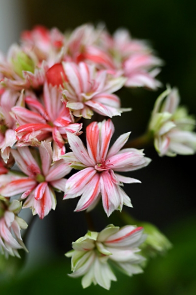 Pelargon, Pelargonium
