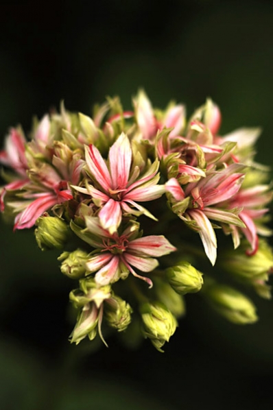 Pelargon, pelargoner