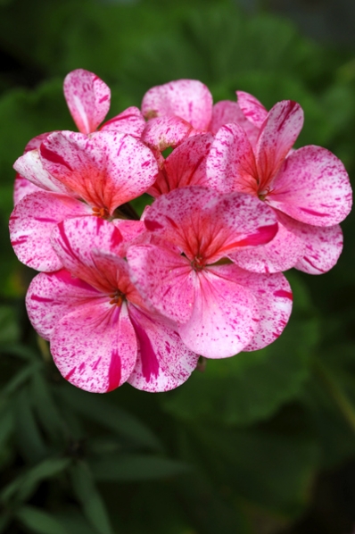 Pelargon, Äggskalspelargon, pelargonium