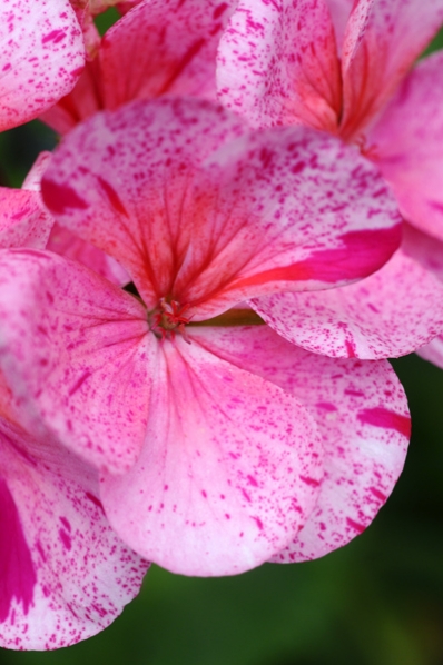 Pelargon, Äggskalspelargon, pelargonium