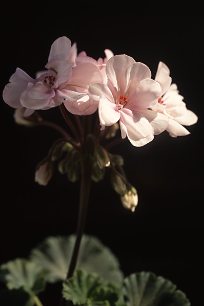 Pelargon, pelargoner