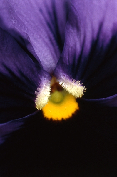 Pensé, Viola x wittrockiana