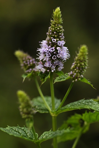 Pepparmynta, Mentha piperita 