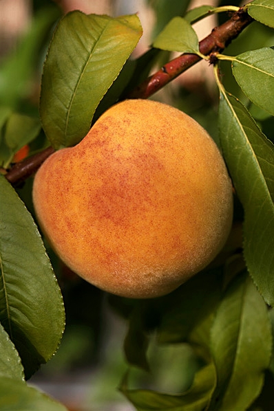 Persika, Prunus persica