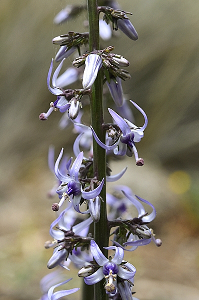 Petromarula pinnata