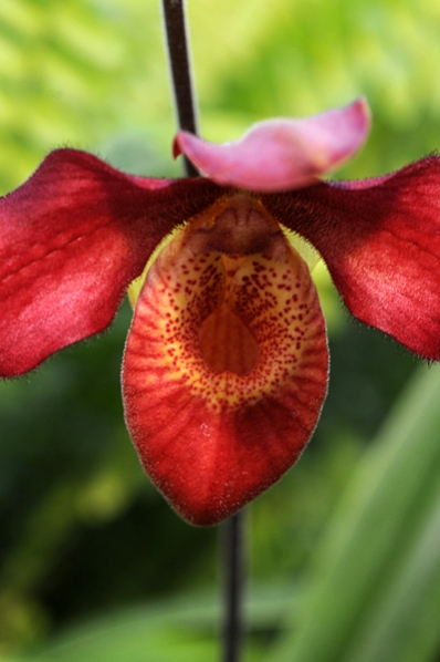 Phragmipedium longifolium x besseae, orkidé, orkidéer