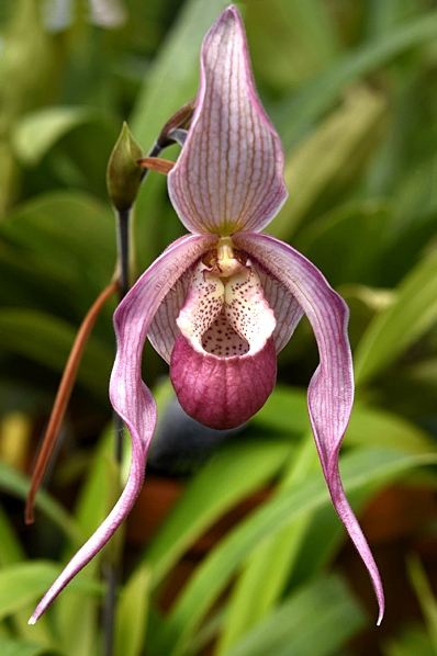 Phragmipedium Schroederae, caudatum x sedenii